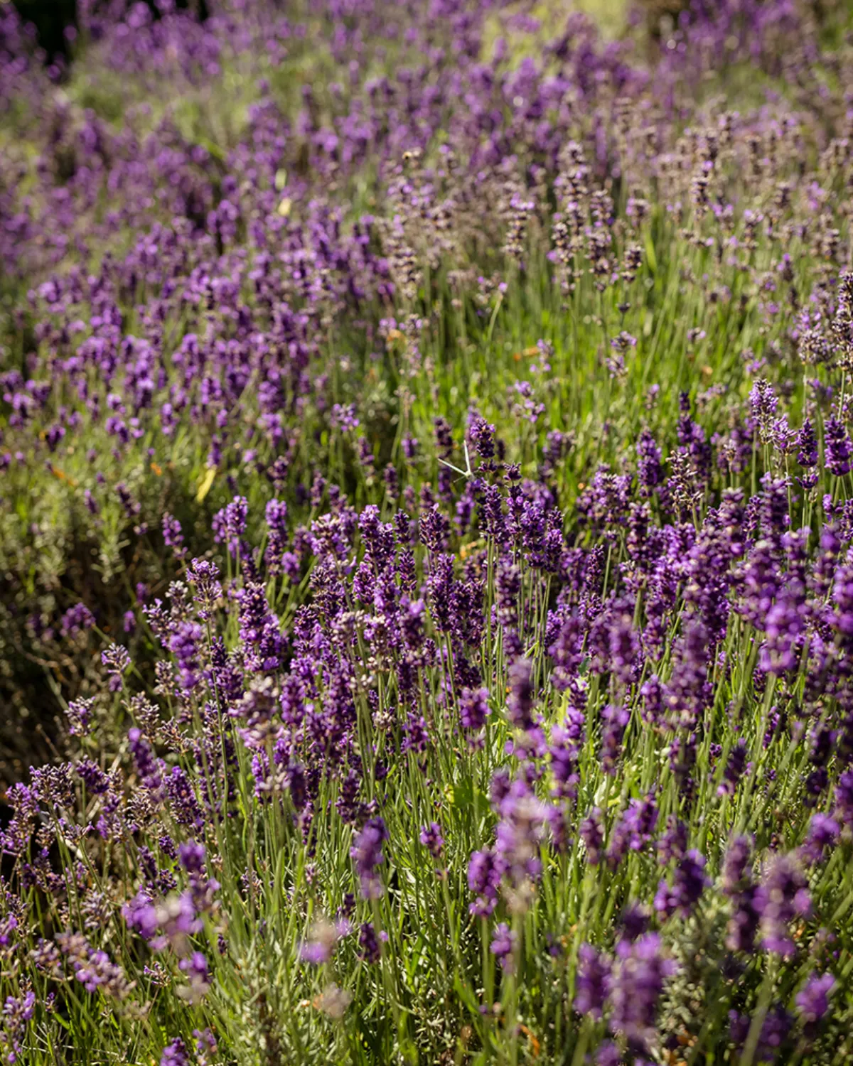Douchegel Lavendel sfeerbeeld 6